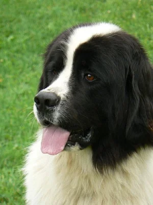 Landseer s PP