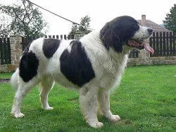 Landseer s PP