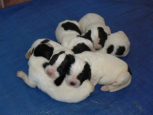 Landseer s PP