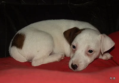 jack russell terier