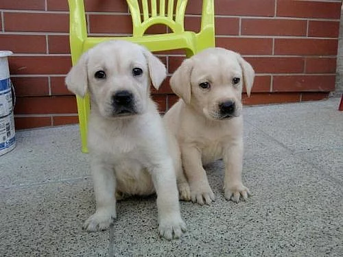 LABRADOR, labradorský retrívr
