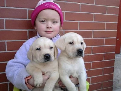 LABRADOR, labradorský retrívr