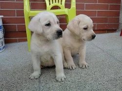 LABRADOR, labradorský retrívr
