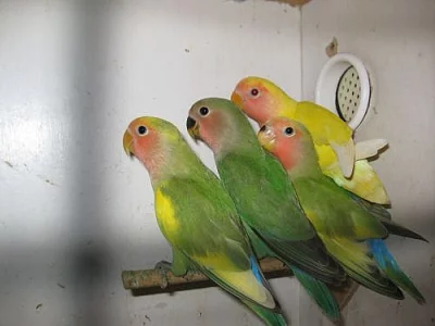 Prodám agapornis růžohrdlý 250Kč,korela 250Kč,andu
