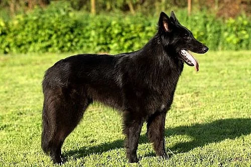 Belgický ovčák - Groenendael