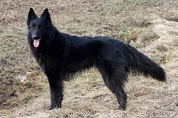 Belgický ovčák - Groenendael