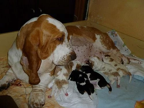 BASSET-HOUND,fenečka s PP. z CHS Annie van Hallen.