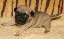 Mops - béžová štěňátka