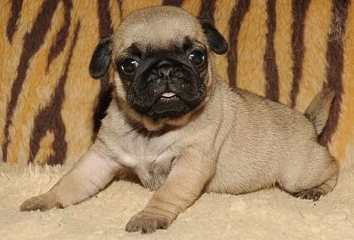 Mops - béžová štěňátka