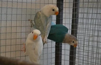 Agapornis fischeri