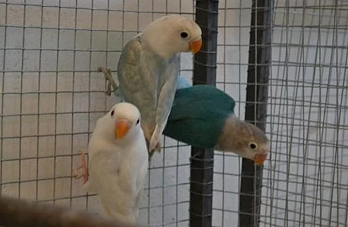 Agapornis fischeri