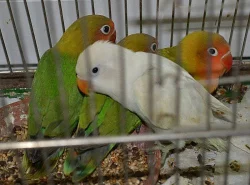 Agapornis fischeri