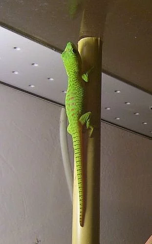 Phelsuma m. grandis