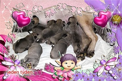 Bullmastiff