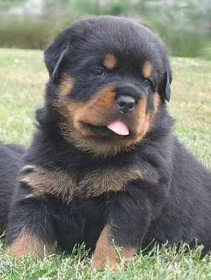 rottweiler - štěňata s průkazem původu