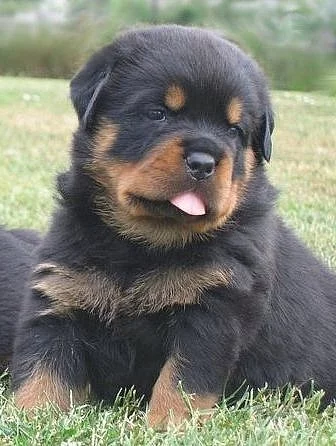 rottweiler - štěňata s průkazem původu