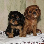 Kavalír King Charles Spaniel