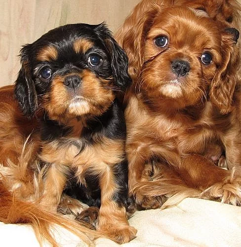Kavalír King Charles Spaniel
