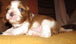 Kavalír King Charles Spaniel
