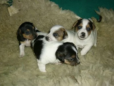 JACK RUSSELL TERIER - ODBĚR PŘED VÁNOCI!