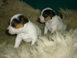 JACK RUSSELL TERIER - ODBĚR PŘED VÁNOCI!