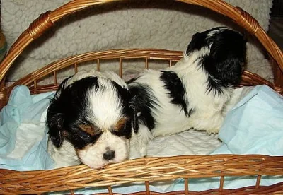 Kavalír  King Charles španěl