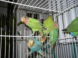 agapornis růžohrdlý- letošní samičky
