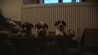 Jack russell teriér