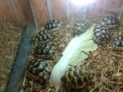 Prodám suchozemské želvy rodu testudo
