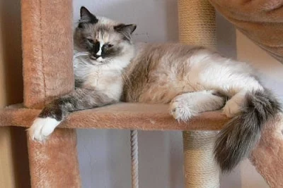 Kočička Ragdoll