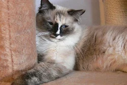 Kočička Ragdoll
