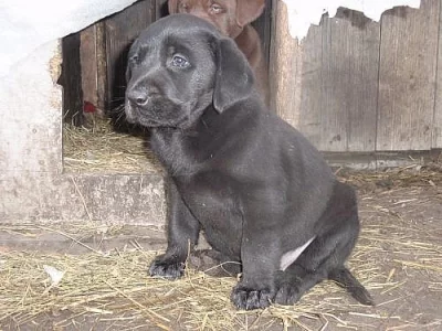 stenatka labradora