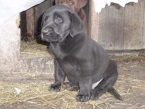stenatka labradora