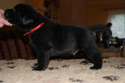 Labrador Retriever čokoládoví pejsci s PP