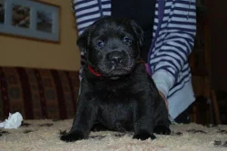 Labrador Retriever čokoládoví pejsci s PP