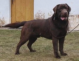Labrador Retriever čokoládoví pejsci s PP