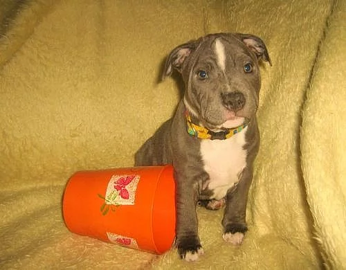 stafordšírský bulteriér