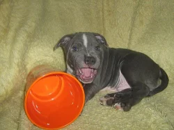 stafordšírský bulteriér