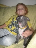 stafordšírský bulteriér