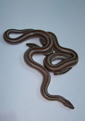 Lichanura trivirgata saslowi