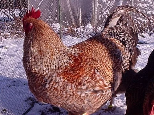 Bielefeldka rodofarebná