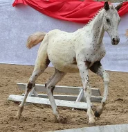 KNABSTRUPŠTÍ KONĚ NA PRODEJ!!!