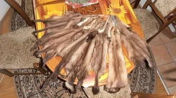 prodám vyčiněné kůže z kuny