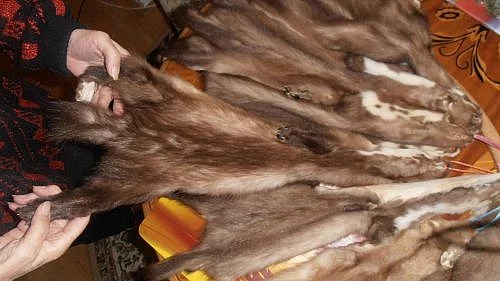 prodám vyčiněné kůže z kuny