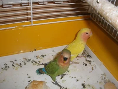 Agapurnis
