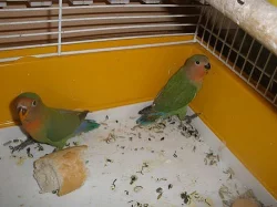 Agapurnis