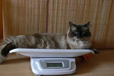 Kocour Ragdoll