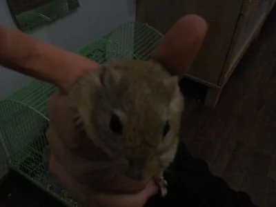 prodam 9 mesicniho piskomila s ockovanim!specha to
