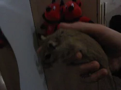 prodam 9 mesicniho piskomila s ockovanim!specha to