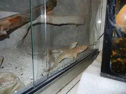 2xAGAMA VOUSATÁ+TERÁRIUM